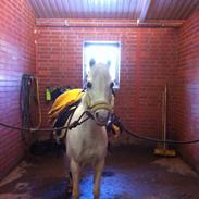 Welsh Pony (sec B) Bakkegaardens Malov A pony