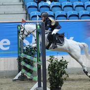 Welsh Pony (sec B) Bakkegaardens Malov A pony