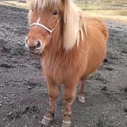 Færøsk hest Lý *ifol* ((((: