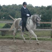 Pinto Araber Skarndalen's Cody