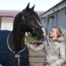 Welsh Cob (sec D) Dynamite Joy