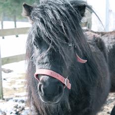 Shetlænder Endemoselunds Milton