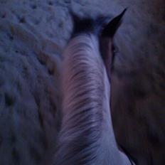 Anden særlig race Magic Rainbow