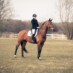 Hannoveraner Festina