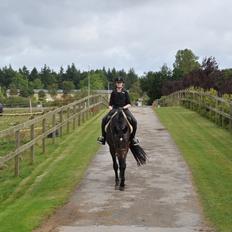 Dansk Varmblod Tembell