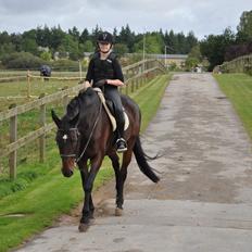 Dansk Varmblod Tembell