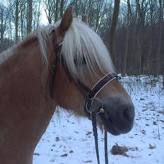 Haflinger Simba (Laffe)