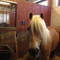 Haflinger Simba (Laffe)