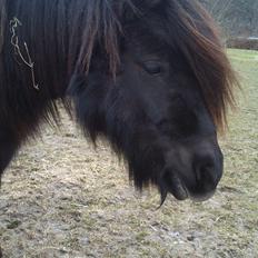 Shetlænder Milimeter