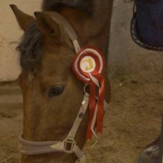Anden særlig race Amazing Star - My Star <3