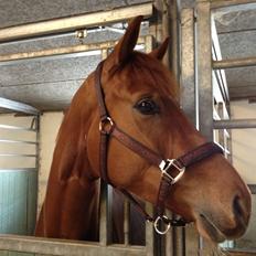 Dansk Varmblod Golden Three