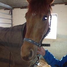 Dansk Varmblod Golden Three