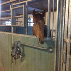 Dansk Varmblod Golden Three