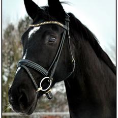 Oldenborg Damgaards Kivi Viola