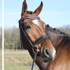 Dansk Varmblod First Move A.B.