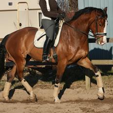 Dansk Varmblod Caicco