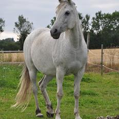 Arabisk fuldblod (OX) Bahia Blanca