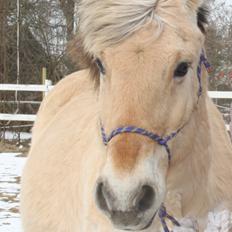 Fjordhest Rasmus :*