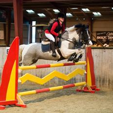 Anden særlig race Clements Stardust |*MY STAR*|