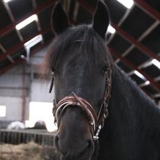 Anden særlig race Cindy