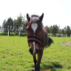 Anden særlig race Lady <3