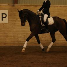 Dansk Varmblod Baunehøjens Florida