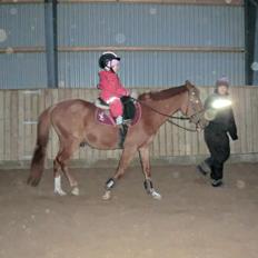 Arabisk fuldblod (OX) JB Billy Ray