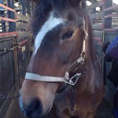 Anden særlig race Chess <3