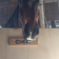 Anden særlig race Chess <3