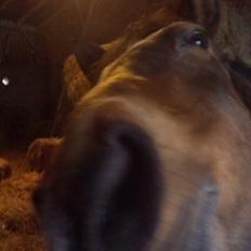 Anden særlig race Chess <3