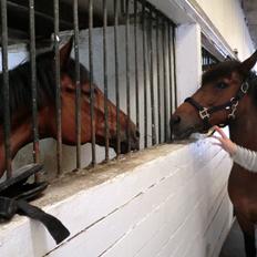 Anden særlig race Felix