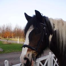 Irish Cob Grace O`Malley fan Kilewier