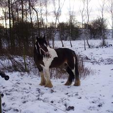 Irish Cob Grace O`Malley fan Kilewier