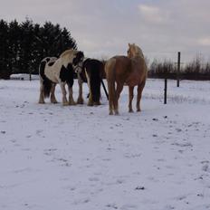 Irish Cob Grace O`Malley fan Kilewier