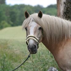 Haflinger Victor Af Næsbæk R.I.P