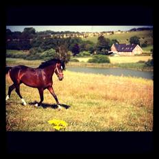 New Forest Opbroek´s Aron