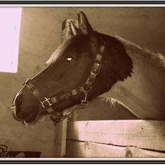 Pinto Pilegårdens Pocahontas solgt - Tidligere hest.