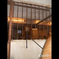 Islænder Fafnir fra Højbo