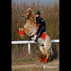 Tyroler Haflinger Bounty Brohus *Tosse*