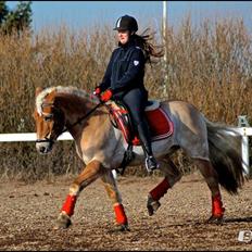 Tyroler Haflinger Bounty Brohus *Tosse*