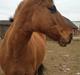 Anden særlig race Sweedy<3