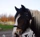 Irish Cob Grace O`Malley fan Kilewier