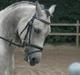 Pinto Araber Skarndalen's Cody