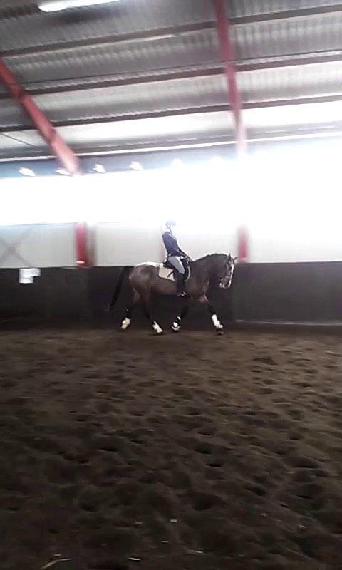 Anden særlig race Belive SOLGT ;'( billede 8