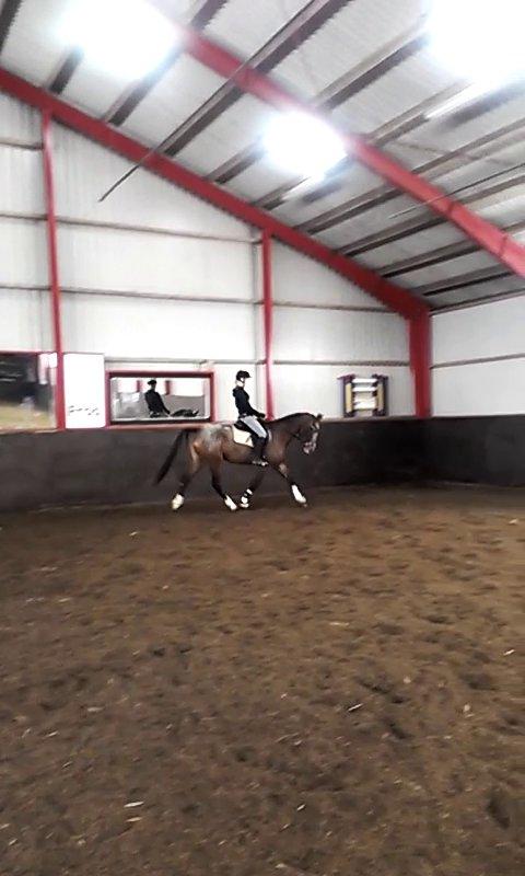 Anden særlig race Belive SOLGT ;'( billede 9