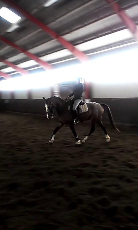 Anden særlig race Belive SOLGT ;'( billede 10