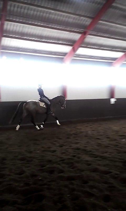 Anden særlig race Belive SOLGT ;'( billede 11