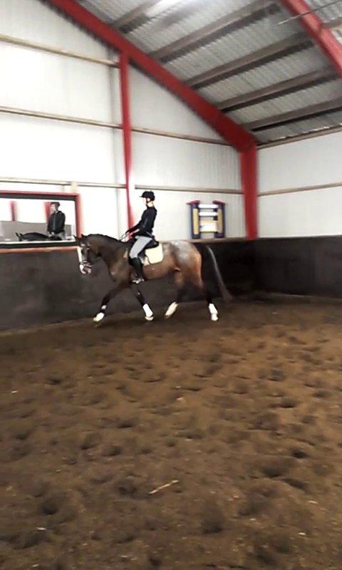 Anden særlig race Belive SOLGT ;'( billede 12