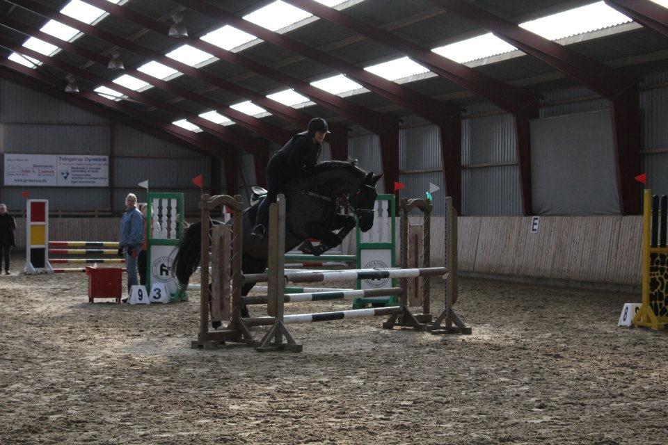 Anden særlig race Charmeur billede 16