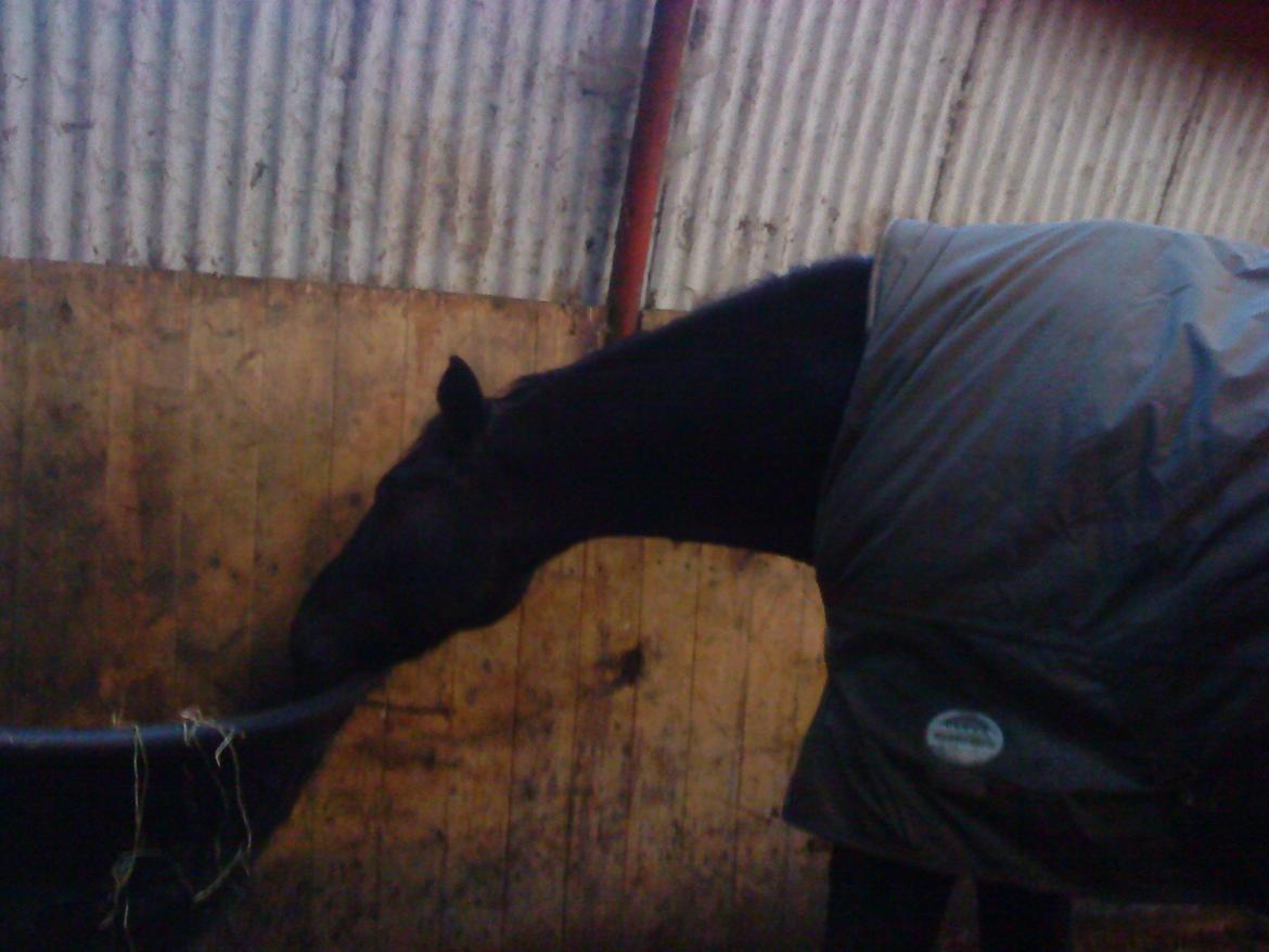 Anden særlig race Charmeur billede 17